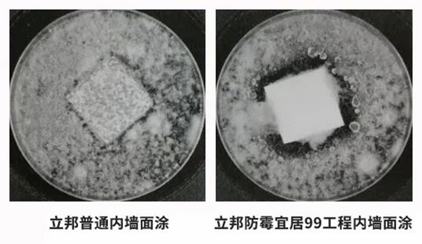 立邦防霉宜居99工程内墙面涂满足28天耐霉菌性0级的标准.jpg